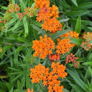 Orange Milkweed Live Plants - Asclepias perennis - Set of 2, 3-6" Tall, Bare Root, Outdoor - Image 2
