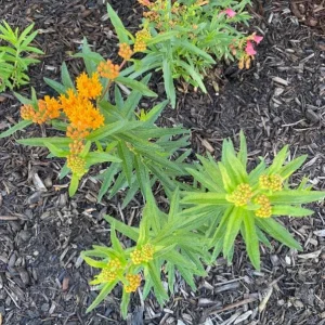 Orange Milkweed Live Plants - Asclepias perennis - Set of 2, 3-6