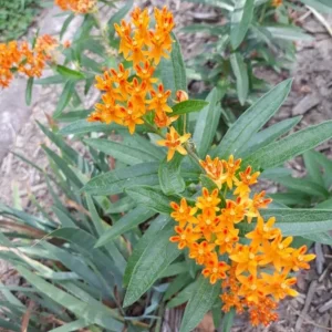 Orange Milkweed Live Plants - Asclepias perennis - Set of 2, 3-6