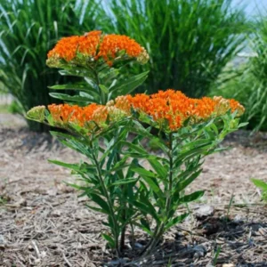 Orange Milkweed Live Starter Plant (2-Pack) - 4-8" Tall - Attracts Monarch Butterflies - Image 2
