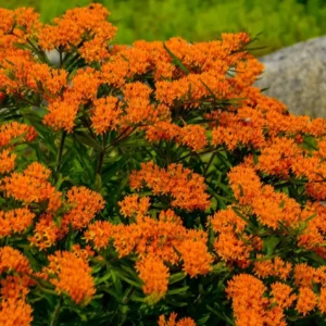 Orange Milkweed Live Starter Plant (2-Pack) - 4-8