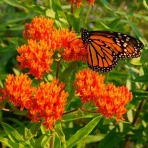 Orange Milkweed Live Starter Plant (2-Pack) - 4-8" Tall - Attracts Monarch Butterflies - Image 1