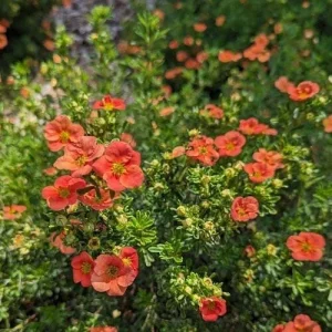 Orange Potentilla Live Plant – 4 inch Pot – Bush & Shrub – Outdoor - Image 2