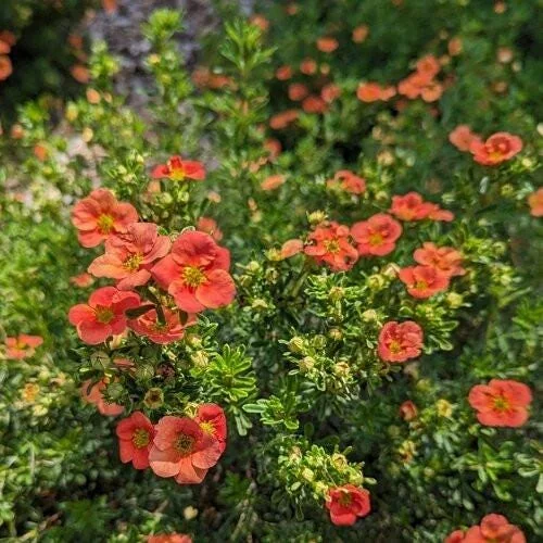 Orange Potentilla Live Plant – 4 inch Pot – Bush & Shrub – Outdoor - Image 2