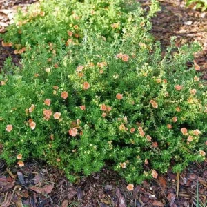 Orange Potentilla Live Plant – 4 inch Pot – Bush & Shrub – Outdoor - Image 3