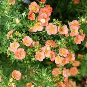 Orange Potentilla Live Plant – 4 inch Pot – Bush & Shrub – Outdoor - Image 1
