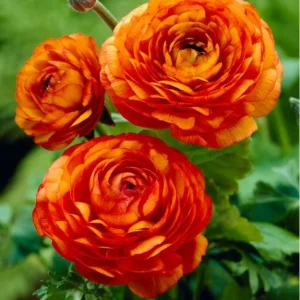 Orange Ranunculus Bulbs - 25 Jumbo Flowering Bulbs - Partial to Full Sun - Image 5