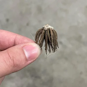 Orange Ranunculus Bulbs - 25 Jumbo Flowering Bulbs - Partial to Full Sun - Image 6