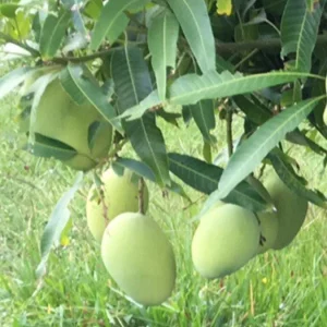 Orange Sherbet Mango Tree Live Plant - Grafted, 3 Gallon Pot, Fruit Tree - Image 8