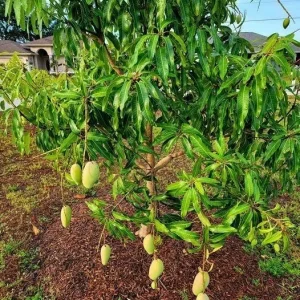 Orange Sherbet Mango Tree Live Plant - Grafted, 3 Gallon Pot, Fruit Tree - Image 9