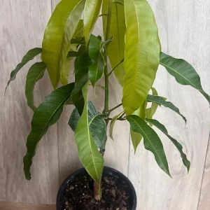 Orange Sherbet Mango Tree Live Plant - Grafted Dwarf Variety - 1/2 Gallon Pot - Image 2