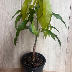 Orange Sherbet Mango Tree Live Plant - Grafted Dwarf Variety - 1/2 Gallon Pot - Image 3