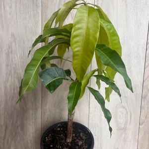 Orange Sherbet Mango Tree Live Plant - Grafted Dwarf Variety - 1/2 Gallon Pot - Image 5