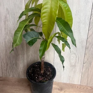 Orange Sherbet Mango Tree Live Plant - Grafted Dwarf Variety - 1/2 Gallon Pot - Image 7