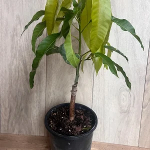 Orange Sherbet Mango Tree Live Plant - Grafted Dwarf Variety - 1/2 Gallon Pot - Image 8