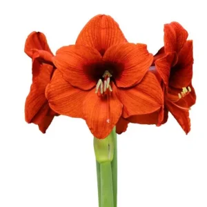 Orange Sovereign Waxed Amaryllis Bulb - Jumbo Size, No Water/Soil - Image 2