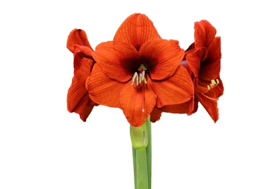 Orange Sovereign Waxed Amaryllis Bulb - Jumbo Size, No Water/Soil - Image 2
