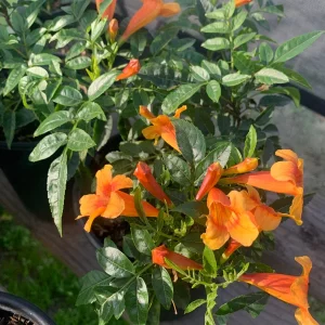 Orange Tacoma Sun Trumpet Live Plant 6" Pot - Indoor/Outdoor - Image 2