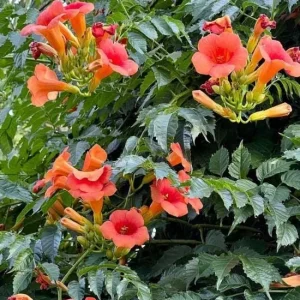 Orange Trumpet Vine Bare-roots - Live Plant for Hummingbirds - 2 Count - Image 1