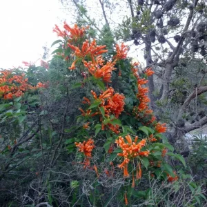 Orange Trumpet Vine Cuttings – Set of 12 – 6-10 Inches – Outdoor Perennial Vine - Image 3