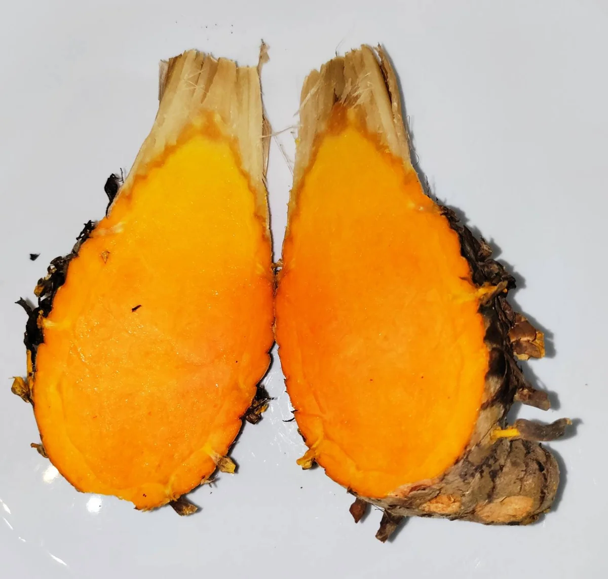 Orange Turmeric Rhizomes - Fresh Organic Curcuma longa Root for Planting & Culinary Use - Image 3