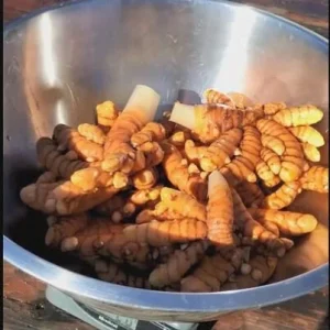 Orange Turmeric Rhizomes - Fresh Organic Curcuma longa Root for Planting & Culinary Use - Image 6