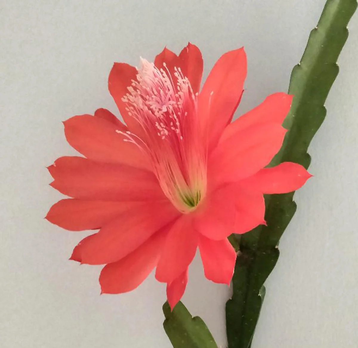 Orchid Cactus Live Plant – 12" Long – Potted Houseplant for Indoor & Outdoor - Image 2