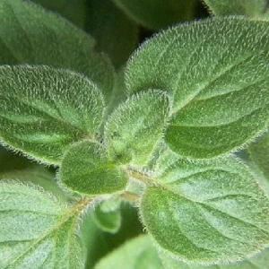 Oregano Herb Live Plant - 3 inch Pot - Culinary & Aromatic Green - Image 2