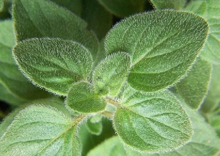 Oregano Herb Live Plant - 3 inch Pot - Culinary & Aromatic Green - Image 2