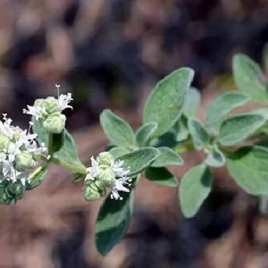 Oregano Herb Live Plant - 3 inch Pot - Culinary & Aromatic Green - Image 3