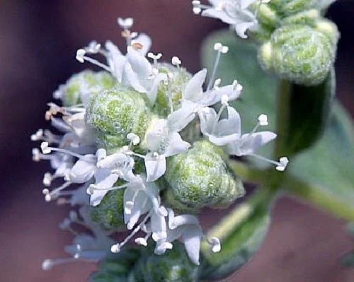 Oregano Herb Live Plant - 3 inch Pot - Culinary & Aromatic Green - Image 4