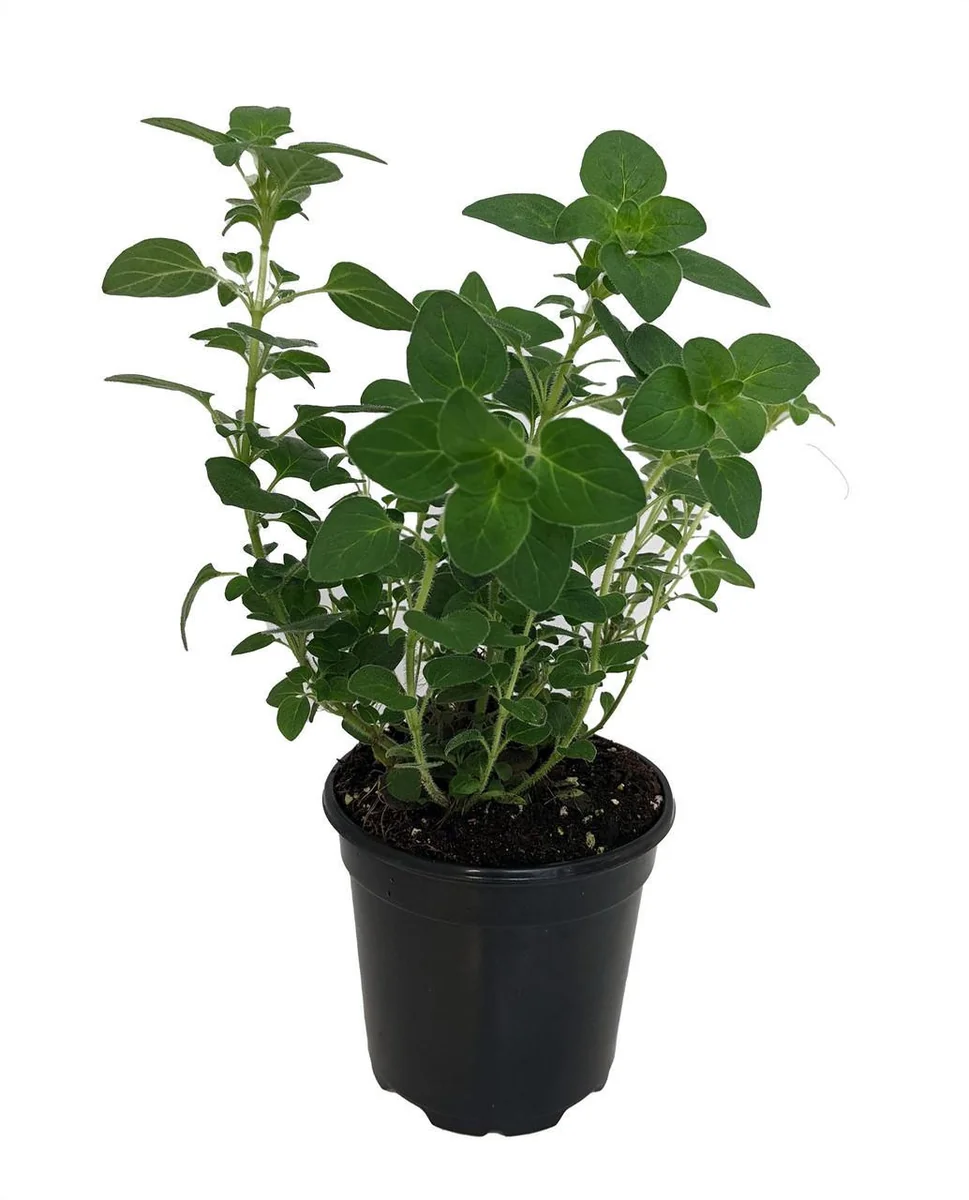 Oregano Herb Live Plant - 3 inch Pot - Culinary & Aromatic Green - Image 1