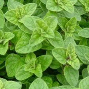 Oregano Live Herb Plant – 6 Inch Height – Perennial – Zones 5-10 - Image 1
