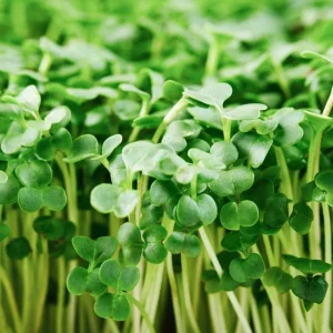 Organic Broccoli Microgreen Seeds - Heirloom, Non-GMO Sprouting Seeds - Image 1