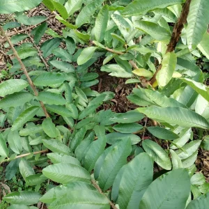 Organic Fresh Guava Leaves - Psidium guajava - Culinary & Tea Use - Image 3