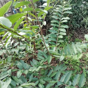 Organic Fresh Guava Leaves - Psidium guajava - Culinary & Tea Use - Image 4