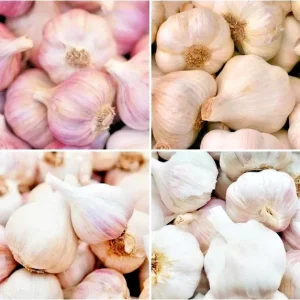 Organic Garlic Bulbs Mix 8 oz - Multi-Variety Selection for Planting, Hardneck & Softneck, Allium - Image 1