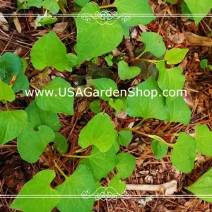 Organic Houttuynia Cordata Live Plant - Dokudami Fish Mint - 10-Pack - Image 7