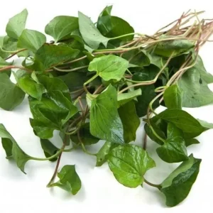 Organic Houttuynia Cordata Live Plant - Dokudami Fish Mint - 10-Pack - Image 9