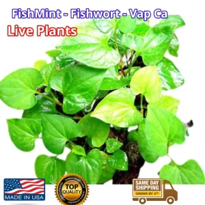 Organic Houttuynia Cordata Live Plant - Dokudami Fish Mint - 10-Pack - Image 1