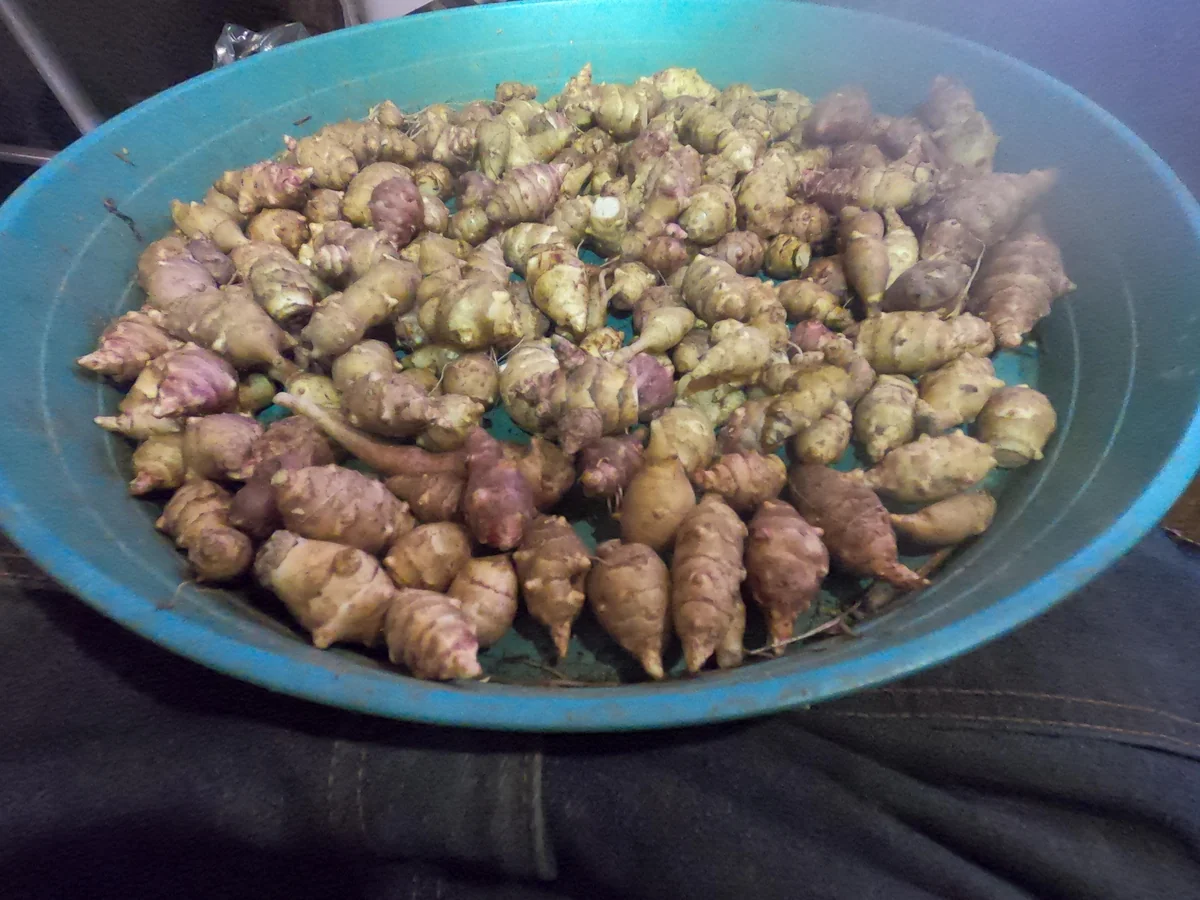 Organic Jerusalem Artichoke Sunchoke Seed Tubers - Grab Bag, Small SEED Tubers - Image 2