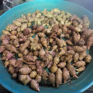 Organic Jerusalem Artichoke Sunchoke Seed Tubers - Grab Bag, Small SEED Tubers - Image 1