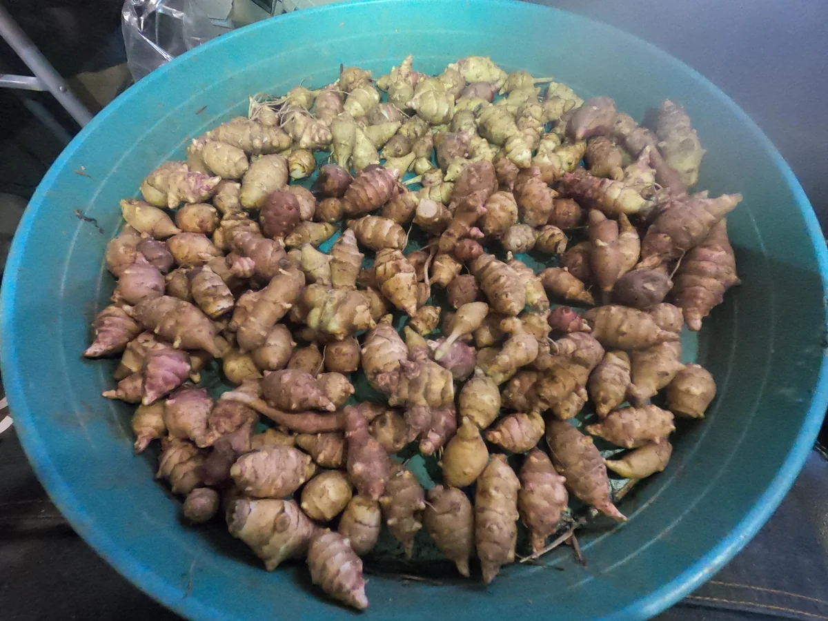 Organic Jerusalem Artichoke Sunchoke Seed Tubers - Grab Bag, Small SEED Tubers - Image 1