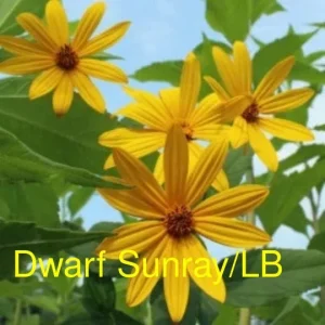 Organic Jerusalem Artichoke Tubers - Early Dwarf Sunray Sunchoke - 1 Lb for Planting or Eating - Image 2