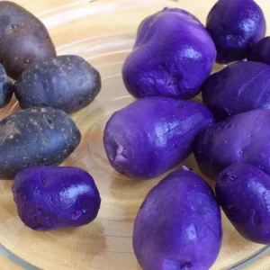 Organic Potato Seed Tubers Mix - Purple, Red, Yukon, Russet - 2 Pounds for Planting - Image 13