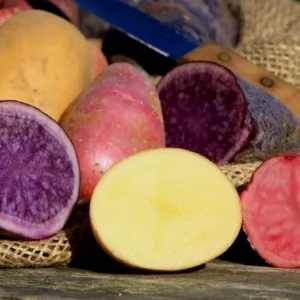 Organic Potato Seed Tubers Mix - Purple, Red, Yukon, Russet - 2 Pounds for Planting - Image 16