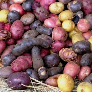 Organic Potato Seed Tubers Mix - Purple, Red, Yukon, Russet - 2 Pounds for Planting - Image 4