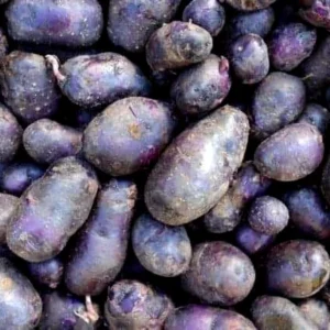 Organic Purple Seed Potatoes - 1 Pound Rare Tubers for Planting - Edible Solanum - Image 6