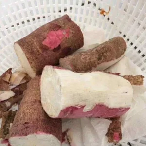 Organic Red Cassava Yuca Cuttings - Manihot Esculenta - 5 Live Cuttings - Sub-Tropical & Tropical - Image 3