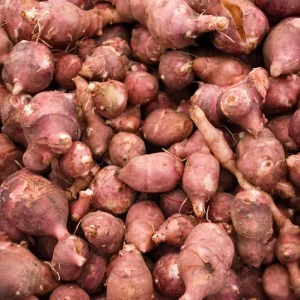 Organic Red Jerusalem Artichoke Seed Tubers - Winter Hardy Red Fuseau Variety - Image 1